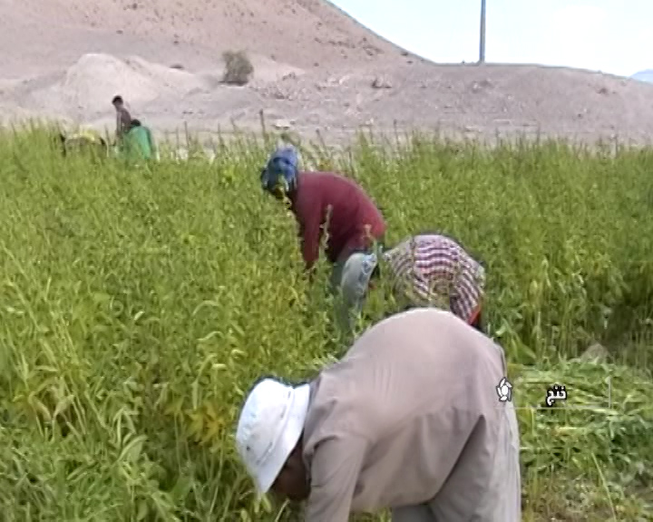 آغاز برداشت دانه روغنی کنجددر قطب تولید استان