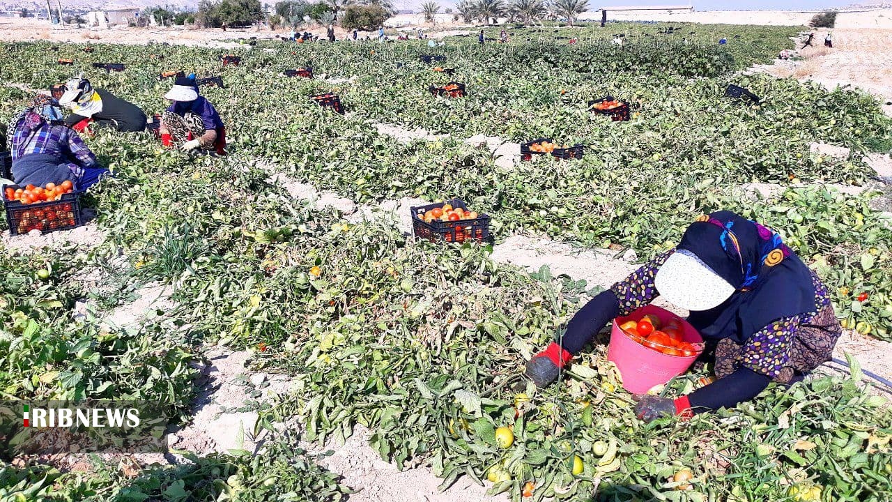 پیش‌بینی برداشت ۵۸۰ هزار تن گوجه‌فرنگی در استان بوشهر