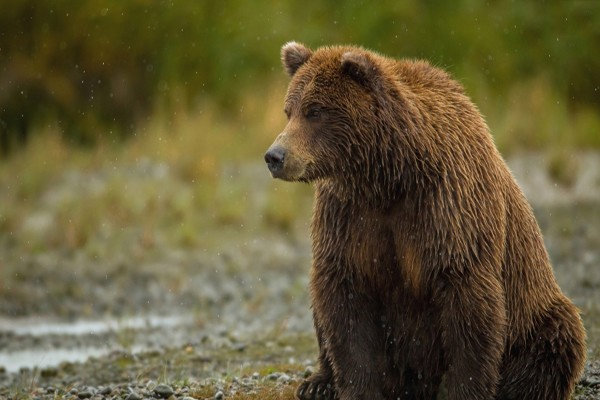 مشاهده ردپای خرس قهوه‌ای در پارک ملی بمو