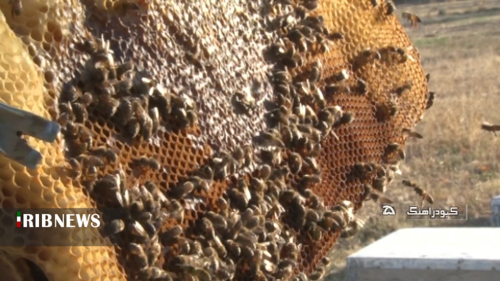 کندوی کارآمدتر در صنعت زنبورداری