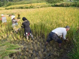 برداشت یک هزار و ۱۰۰ تن برنج عنبربو از شالیزار‌های گیلانغرب