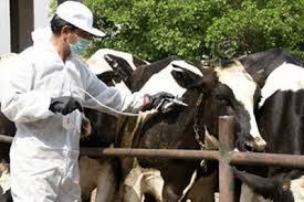 واکسینه شدن ۲۴ هزار راس دام شامل گاو، گوسفند و بز در کاشان