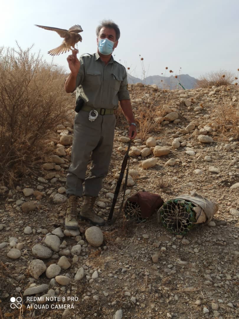 کشف دو بهله پرنده شکاری دلیجه از متخلف کوخه نشین در شهرستان مهر