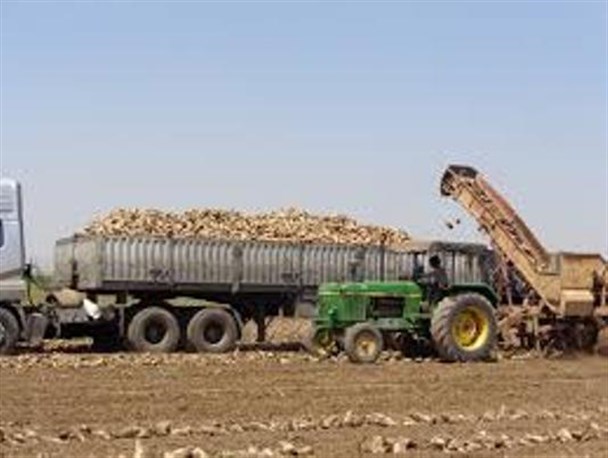 برداشت ۱۴۰ هزار تن چغندر قند در اسلام آبادغرب
