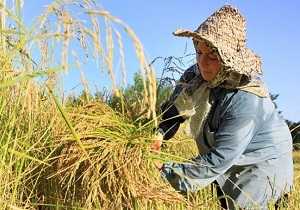 برکت شالیزارهای زنجان