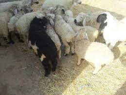 کشف 191 راس گوسفند قاچاق در جیرفت