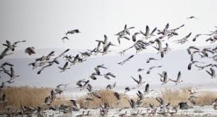 افزایش کوچ پاییزه پرندگان مهاجر به تالاب میقان