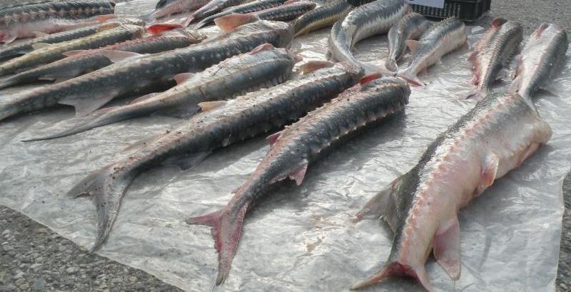 کشف 6 تن ماهی قاچاق در دشتیاری