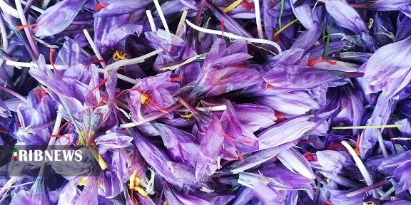 خسارت ۳۰ تا ۱۰۰ درصدی سرمازدگی به گل‌های زعفران امروز