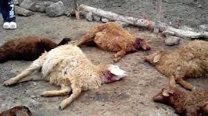 تلف شدن ۳۴ گوسفند بر اثر حمله گرگ