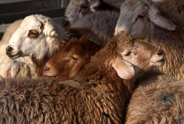 کشف ۱۵ رأس گوسفند قاچاق در سربیشه