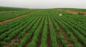 هدف‌گذاری بیمه  اراضی کشاورزی خوزستان