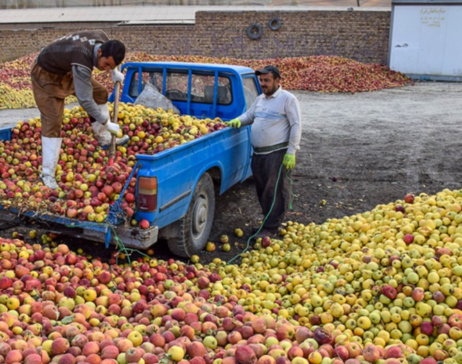 پرداخت تسهیلات برای خرید سیب زیردرختی آذربایجان‌شرقی