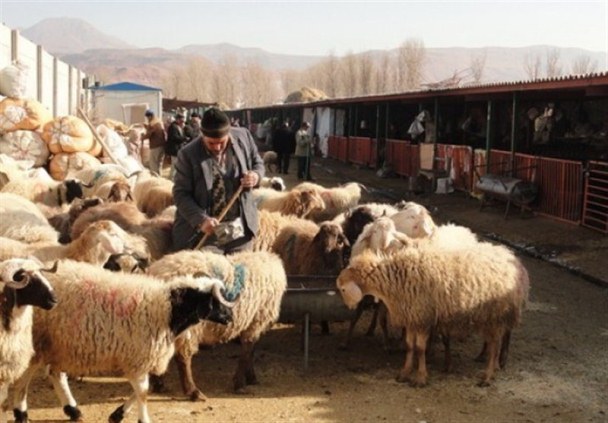 کشف بیش از هزار راس دام قاچاق در قشم