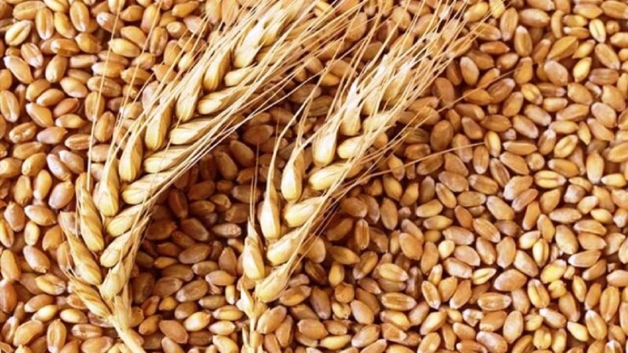 تولید بذر اصلاح شده گندم در استان