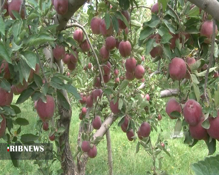 برداشت ۵۵ هزار تُن سیب درختی از باغات استان + فیلم