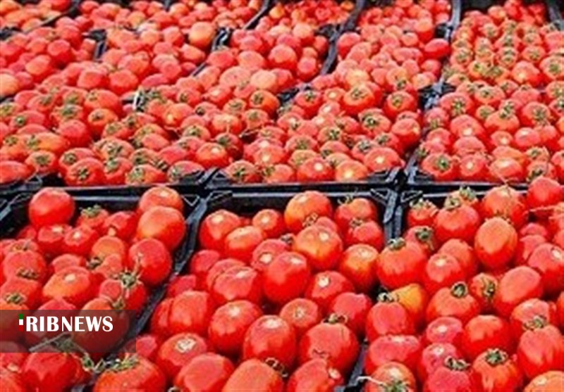 قیمت های افسارگسیخته گوجه در بازار