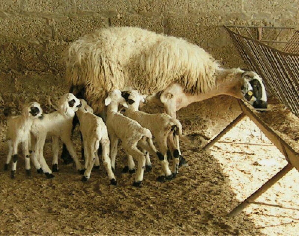 ۵قلوزایی یک گوسفند در تایباد