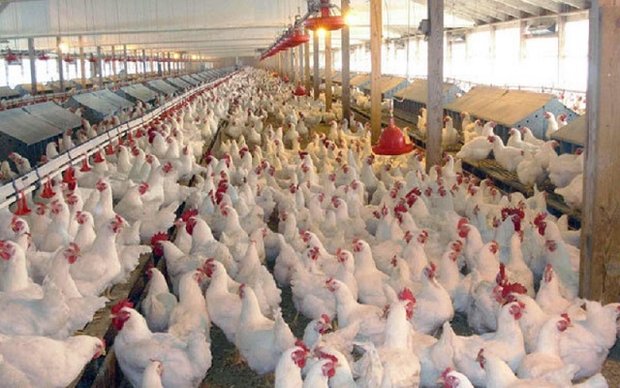 تأمین دولتی ۱۰۰ درصد نهاده‌های مرغداران = مرغ  ۱۶۰ تا ۱۸۰ هزار ریالی