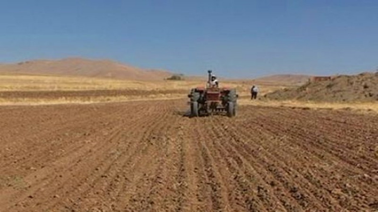 اختصاص بیش از ۱۲ هزار هکتار از مزارع شهرستان البرز برای کشت گندم و جو