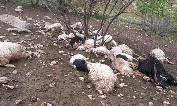 تلف شدن گله گوسفندان در پی حمله گرگ