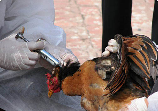 موردی از ابتلا به آنفلوآنزای فوق حاد پرندگان در زنجان گزارش نشده است