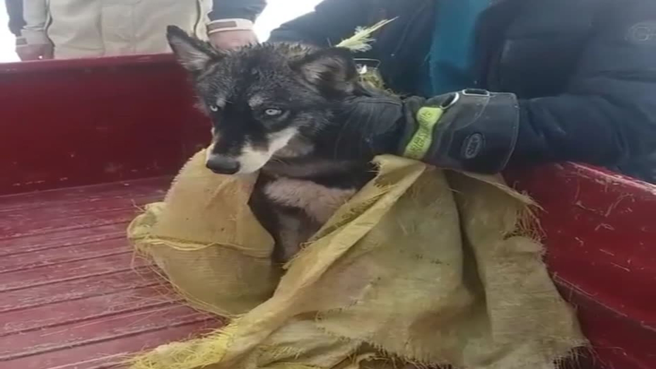 پناه آوردن بچه گرگ گرسنه به حاشیه شهر مهاباد