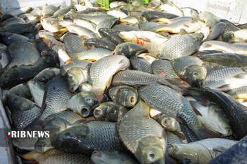 توقیف بیش از ۳ هزار قطعه ماهی کپور فاقد مجوز در بهار