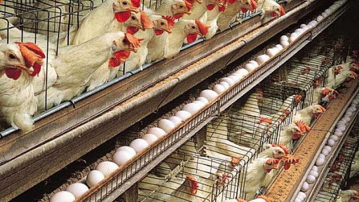 کارآفرینی و اشتغال با راه اندازی واحد تولید تخم مرغ