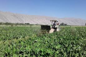 ادامه توزیع بذر گندم دولتی برای کشت پاییزه خوزستان