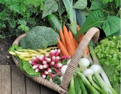 در فصل زمستان کدام سبزیجات را بکاریم؟