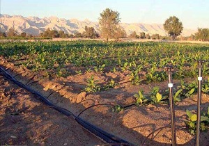 اجرای ۱۸۴ طرح پژوهشی کشاورزی در استان کرمانشاه