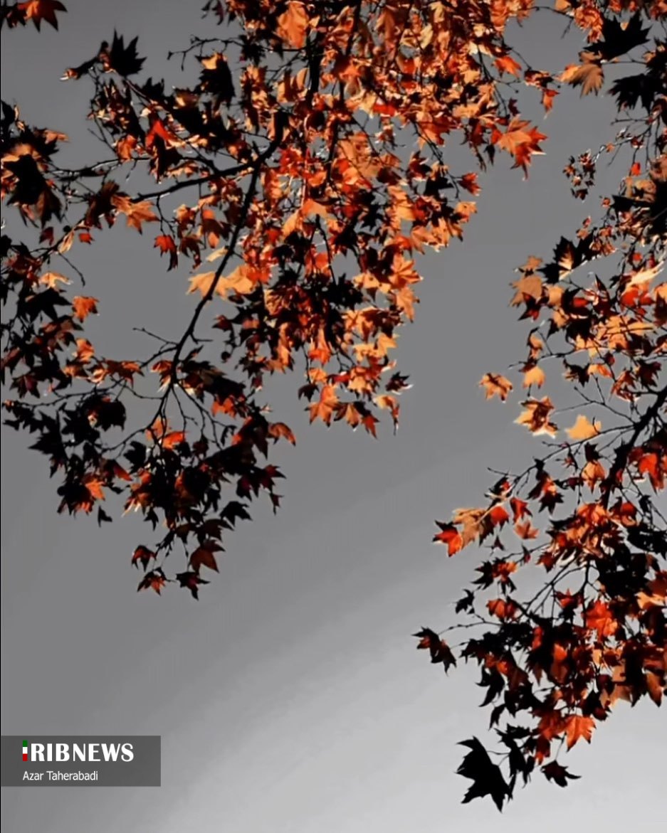 پاییز برگ ریز هزار رنگ در کرمانشاه