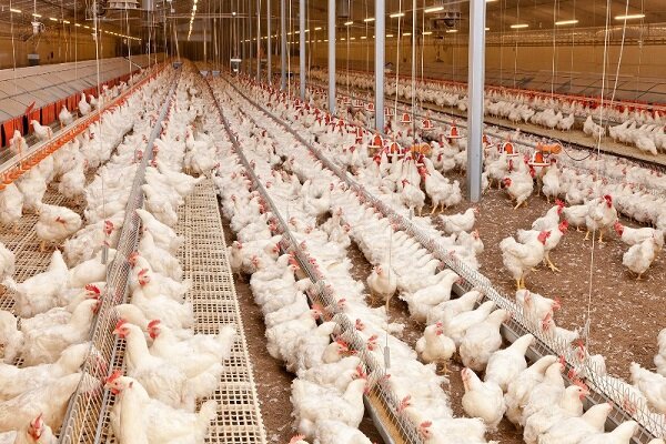 فعالیت واحد نگهداری ۲۸ هزار قطعه‌ای مرغ استاندارد در دامغان