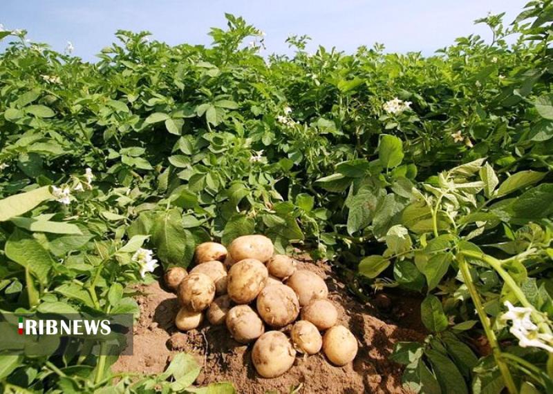 برداشت ۹۲۰ هزار تن سیب‌زمینی از مزارع استان همدان