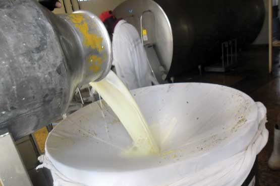 افزایش 10 درصدی تولید شیر در صومعه سرا