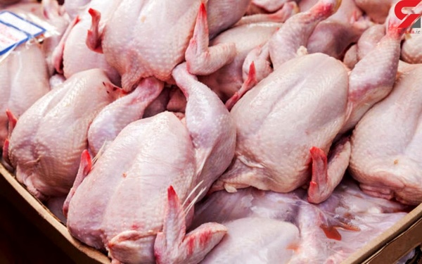 توزیع مرغ گرم و منجمد تنظیم بازار در تایباد
