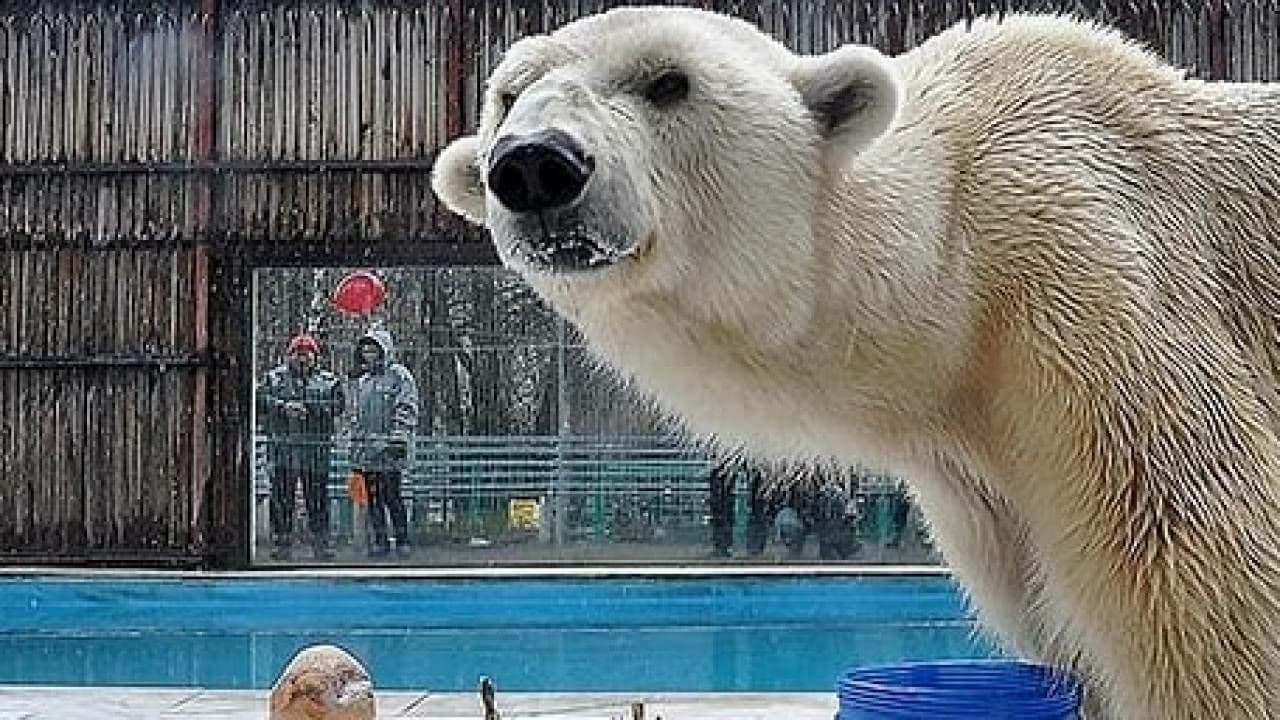 آخرین خرس قطبی قزاقستان تلف شد