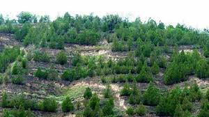افزایش ۳۰ هکتار جنگل در چالدران