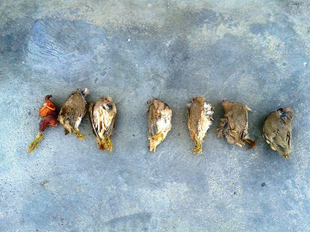 دستگیری عامل شکار پرندگان وحشی در شهرستان نهبندان