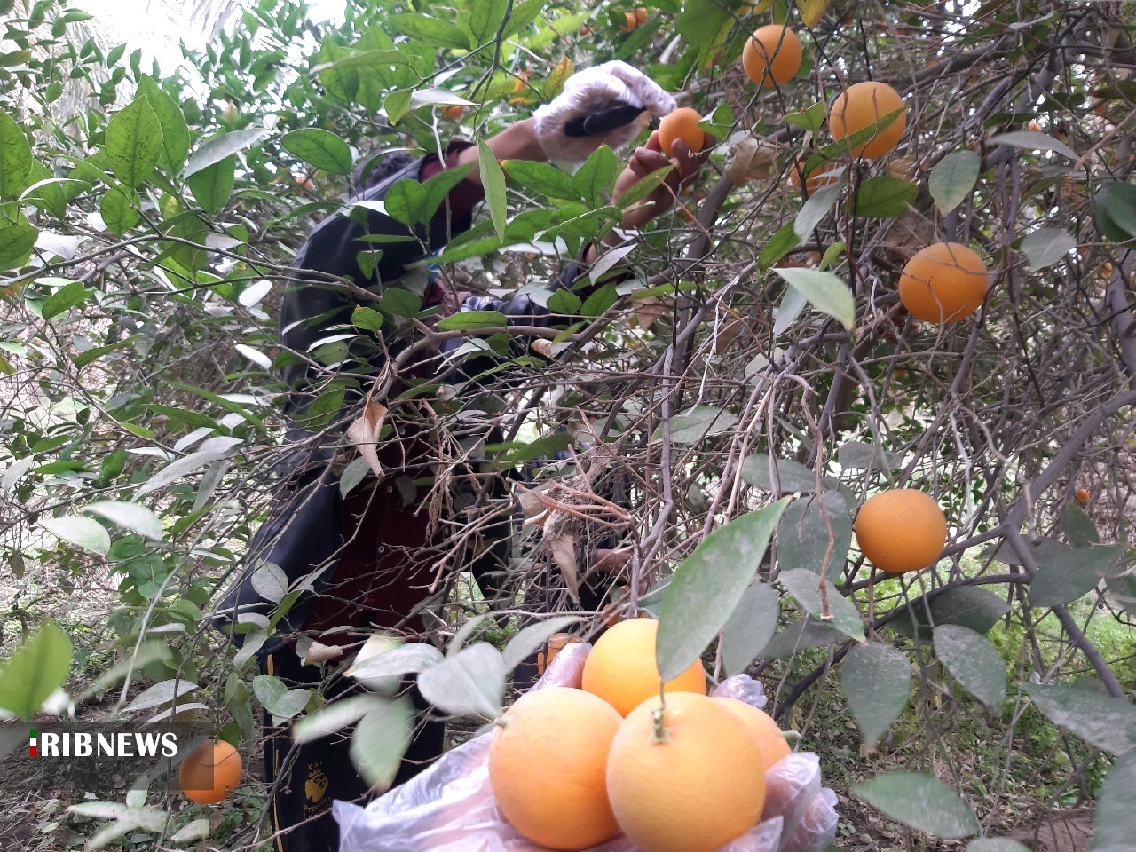 برداشت مرکبات از باغات ریگان