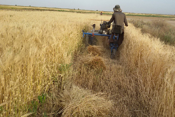 تحت پوشش بیمه قرار گرفتن ۲۸ هکتار از اراضی کشاورزی گندم و جو در شهرستان کاشان