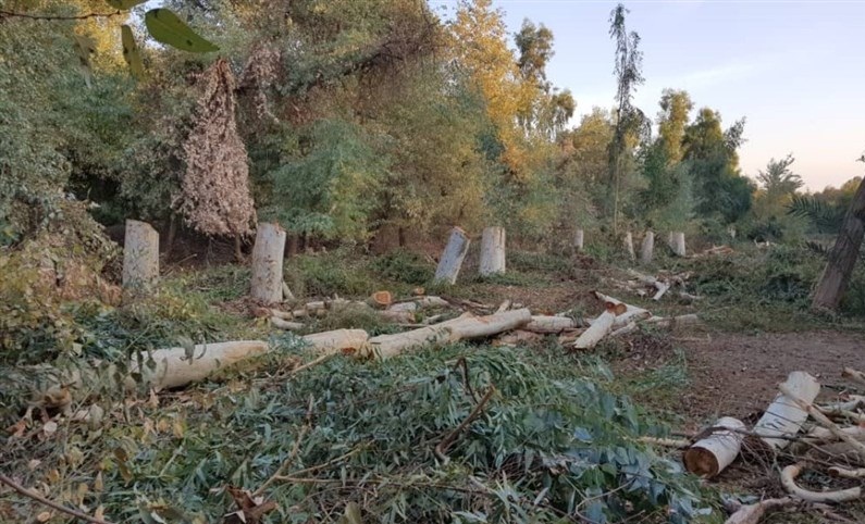قطع ۳۴ درخت اکالیپتوس برای در امان ماندناز خطر سیل