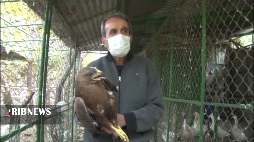 پناهگاه تخصصی تیمار و نگهداری پرندگان شکاری در همدان