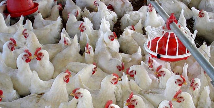 توزیع روزانه ۲۴ تن مرغ منجمد در آذربایجان غربی