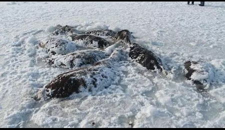 یخ زدن اسب ها در دریاچه ای در قزاقستان