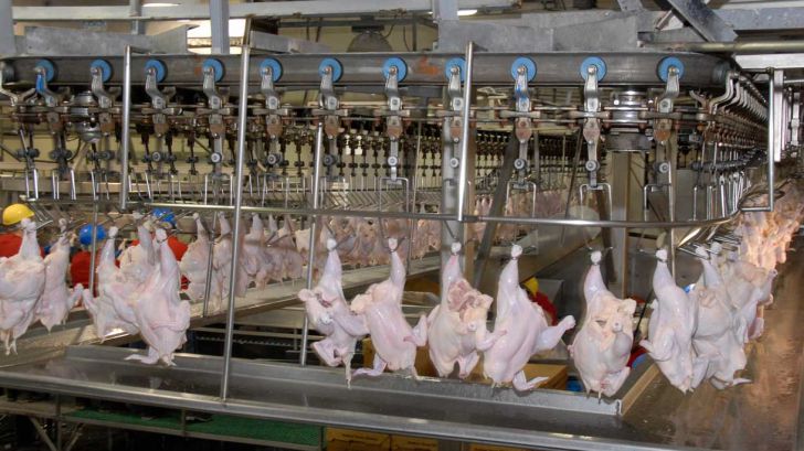 کاهش کشتار مرغ در کشتارگاه‌های یزد