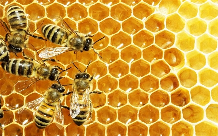 تولید ۵ هزار و ۵۰۰ تُن عسل امسال در مازندران