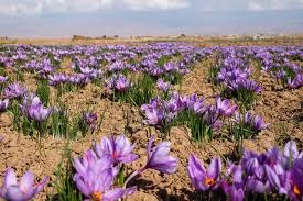 افزایش  ۳.۵ درصدی تولید زعفران در خراسان جنوبی