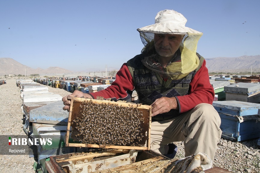 جهار صدو ۴۴کلونی تولید عسل در کرمانشاه